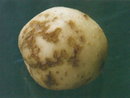センチュウ類 ネマトーダ 症状 対策 予防 植物の害虫 センチュウ類 ネマトーダ 症状 対策 予防 植物の害虫