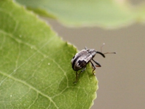 ゾウムシ類 症状 対策 予防 植物の害虫 ゾウムシ類 症状 対策 予防 植物の害虫