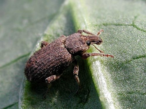 ゾウムシ類 症状 対策 予防 植物の害虫 ゾウムシ類 症状 対策 予防 植物の害虫
