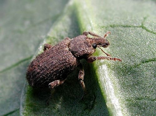 ゾウムシ類 症状 対策 予防 植物の害虫