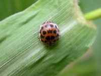 ニジュウヤホシテントウ(成虫)・写真2