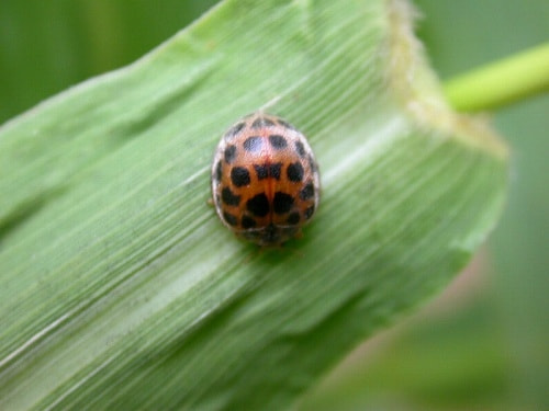 テントウムシダマシ 症状 対策 予防 植物の害虫 テントウムシダマシ 症状 対策 予防 植物の害虫