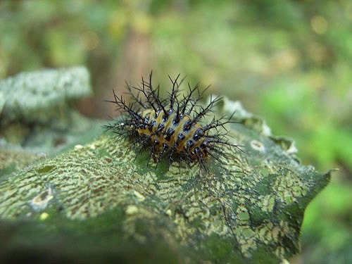 テントウムシダマシ 症状 対策 予防 植物の害虫