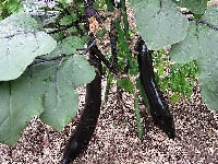 ニジュウヤホシテントウの被害(ナス)・写真3