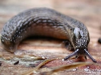 ナメクジ(害虫)・写真1