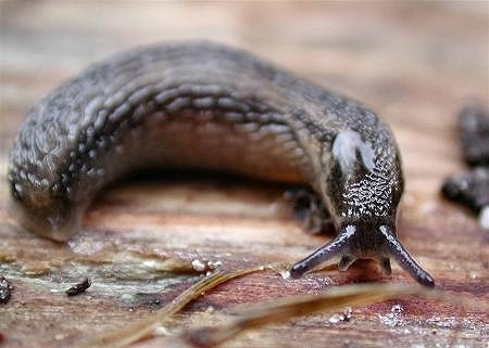 ナメクジ ウスカワマイマイ 症状 対策 予防 植物の害虫