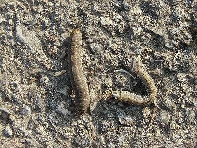 ネキリムシ 症状 対策 予防 植物の害虫 ネキリムシ 症状 対策 予防 植物の害虫