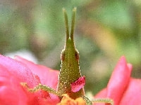 オンブバッタ(つぼみ食害)・写真2