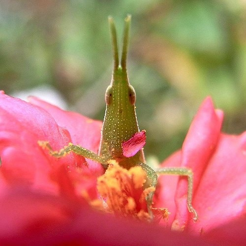 オンブバッタ 症状 対策 予防 植物の害虫 オンブバッタ 症状 対策 予防 植物の害虫