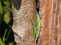 オンブバッタ(害虫)・写真1