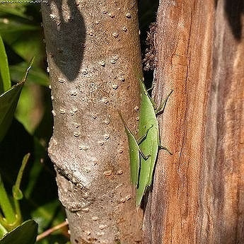 オンブバッタ 症状 対策 予防 植物の害虫 オンブバッタ 症状 対策 予防 植物の害虫