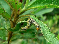 ハバチ類 症状 対策 予防 植物の害虫