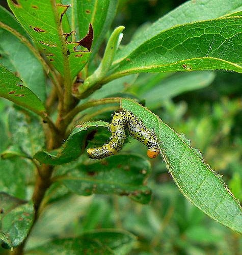 ハバチ類 症状 対策 予防 植物の害虫 ハバチ類 症状 対策 予防 植物の害虫