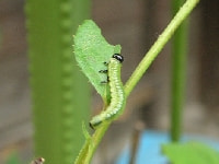チュウレンジハバチ(害虫）・写真1