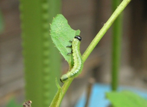 ハバチ類 症状 対策 予防 植物の害虫