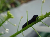 ニホンカブラハバチ（害虫）・写真3