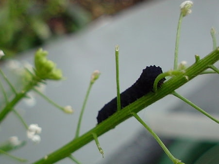 ハバチ類 症状 対策 予防 植物の害虫