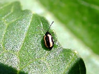 キスジノミハムシ(害虫)・写真2