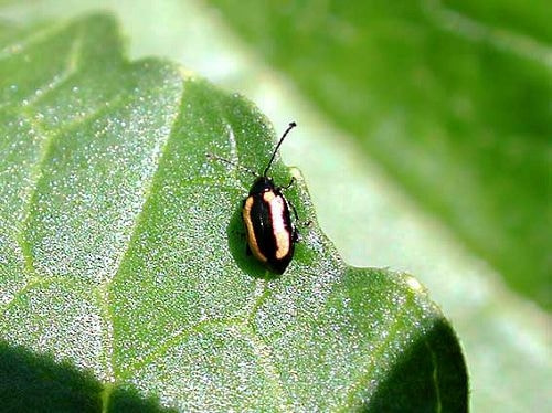 ハムシ類 症状 対策 予防 植物の害虫 ハムシ類 症状 対策 予防 植物の害虫