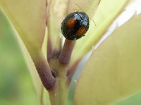 テントウノミハムシ(害虫)・写真3