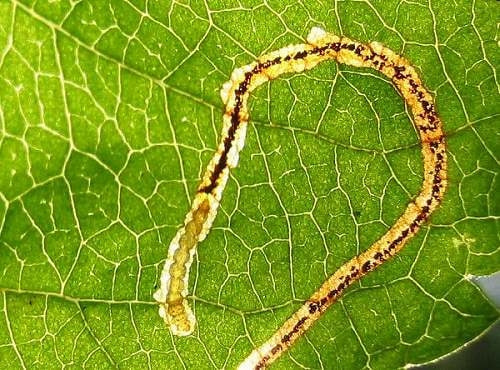 ハモグリガ類 症状 対策 予防 植物の害虫 ハモグリガ類 症状 対策 予防 植物の害虫