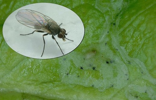 ハモグリバエ類 症状 対策 予防 植物の害虫