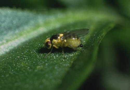 ハモグリバエ類