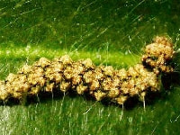 トビマダラメイガ(幼虫)・写真1