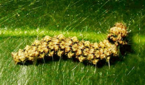 メイガ類 症状 対策 予防 植物の害虫 メイガ類 症状 対策 予防 植物の害虫