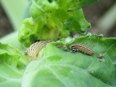 メイガ類 症状 対策 予防 植物の害虫 メイガ類 症状 対策 予防 植物の害虫