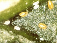 シクラメンホコリダニ（害虫）・写真3