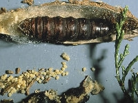 オオミノガ(害虫）・写真2