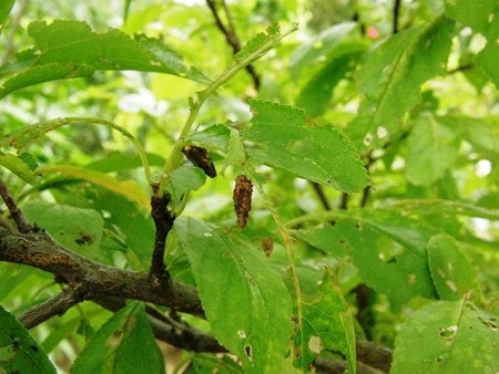 ミノムシ類 症状 対策 予防 植物の害虫 ミノムシ類 症状 対策 予防 植物の害虫