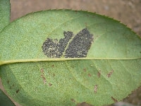 ヨトウガ(卵)・写真2