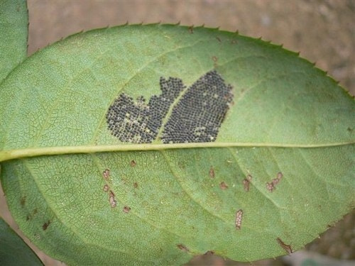 ヨウトウムシ ヨウトウガ 類 症状 対策 予防 植物の害虫