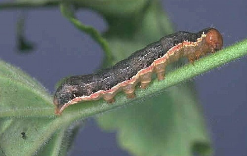 ヨウトウムシ ヨウトウガ 類 症状 対策 予防 植物の害虫 ヨウトウムシ ヨウトウガ 類 症状 対策 予防 植物の害虫