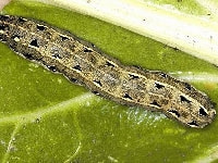 ハスモンヨトウ(幼虫)・写真3