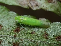 ミドリヒメヨコバイ(害虫)・写真2