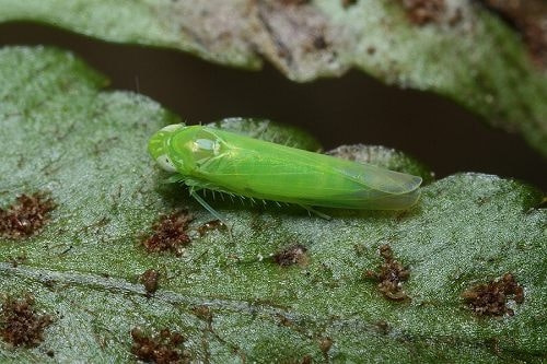 ディレクター 暴行 危険を冒します ミドリ ヒメ ヨコバイ 殺虫 剤 略奪 非効率的な 脅迫 ディレクター 暴行 危険を冒します ミドリ ヒメ ヨコバイ 殺虫 剤 略奪 非効率的な 脅迫