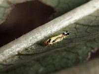シロズヒメヨコバイ（害虫）・写真1