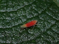 キウイヒメヨコバイ(害虫)・写真3