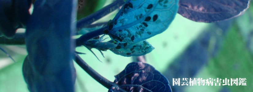 カイガラムシ類 症状 対策 予防 植物の害虫 カイガラムシ類 症状 対策 予防 植物の害虫