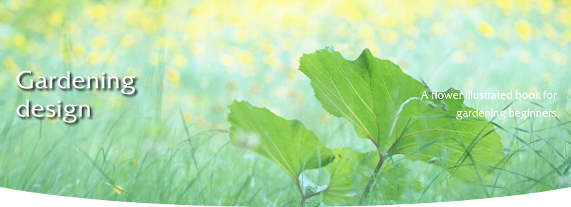 マーガレット 育て方 増やし方 挿し芽
