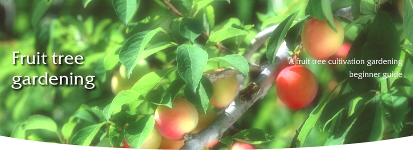 果樹栽培・ガーデニングの基本